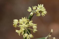 Sarcostemma intermedium